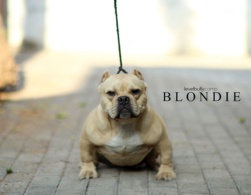 LBC Blondie